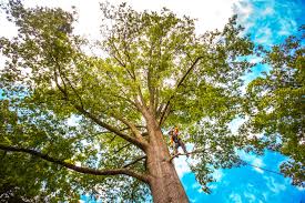 How Our Tree Care Process Works  in  Daytona Beach, FL