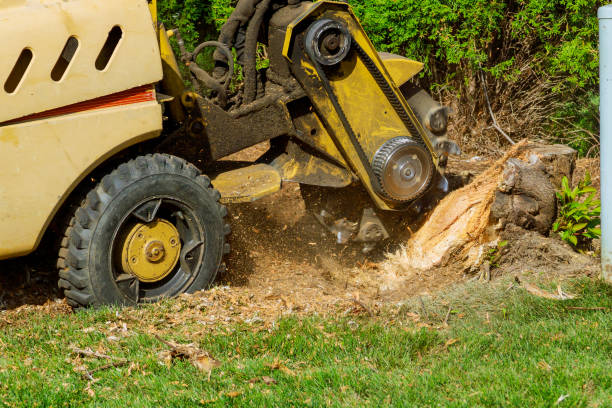 Best Lot and Land Clearing  in Daytona Beach, FL