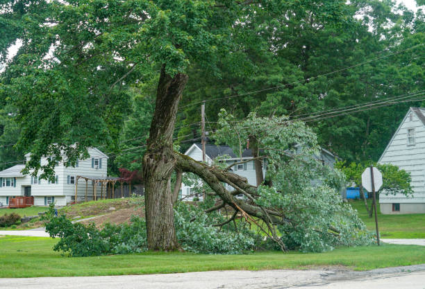 Best Tree and Shrub Care  in Daytona Beach, FL