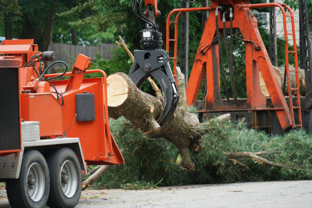 Best Tree Removal  in Daytona Beach, FL